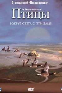 Птицы Птицы